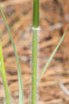 Downy danthonia